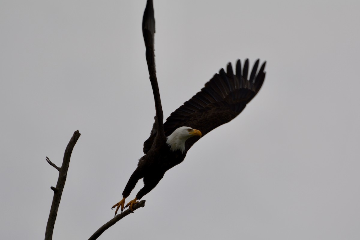 Bald Eagle - lise owens