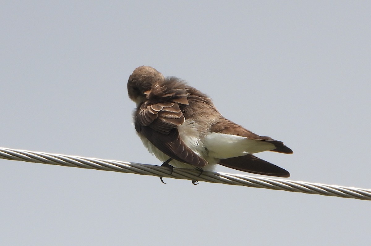 Northern Rough-winged Swallow - ML618474495