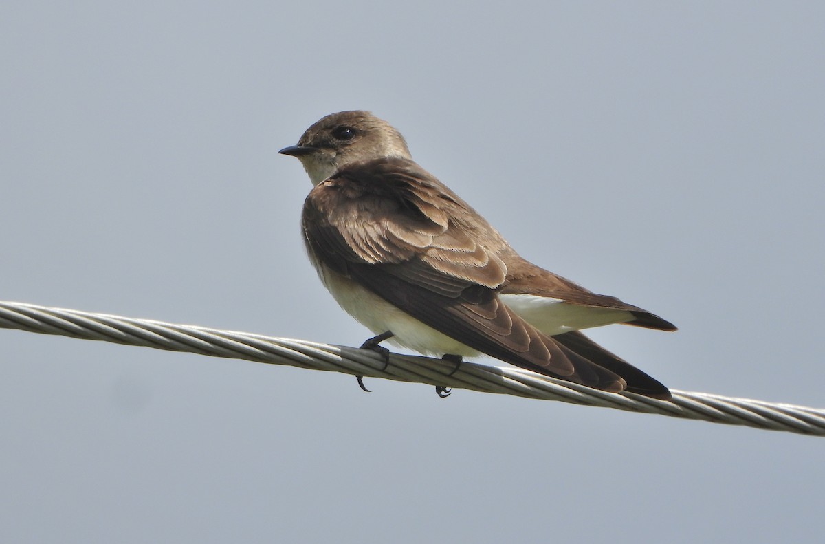 Northern Rough-winged Swallow - ML618474502