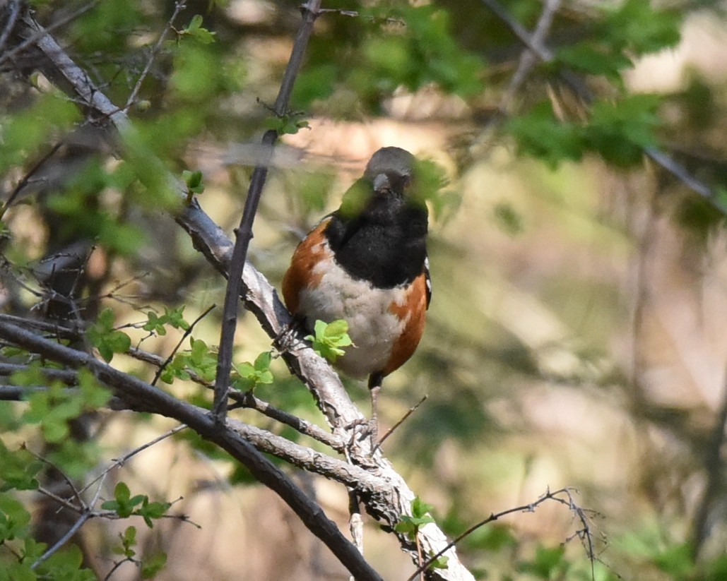 Spotted Towhee - ML618474520