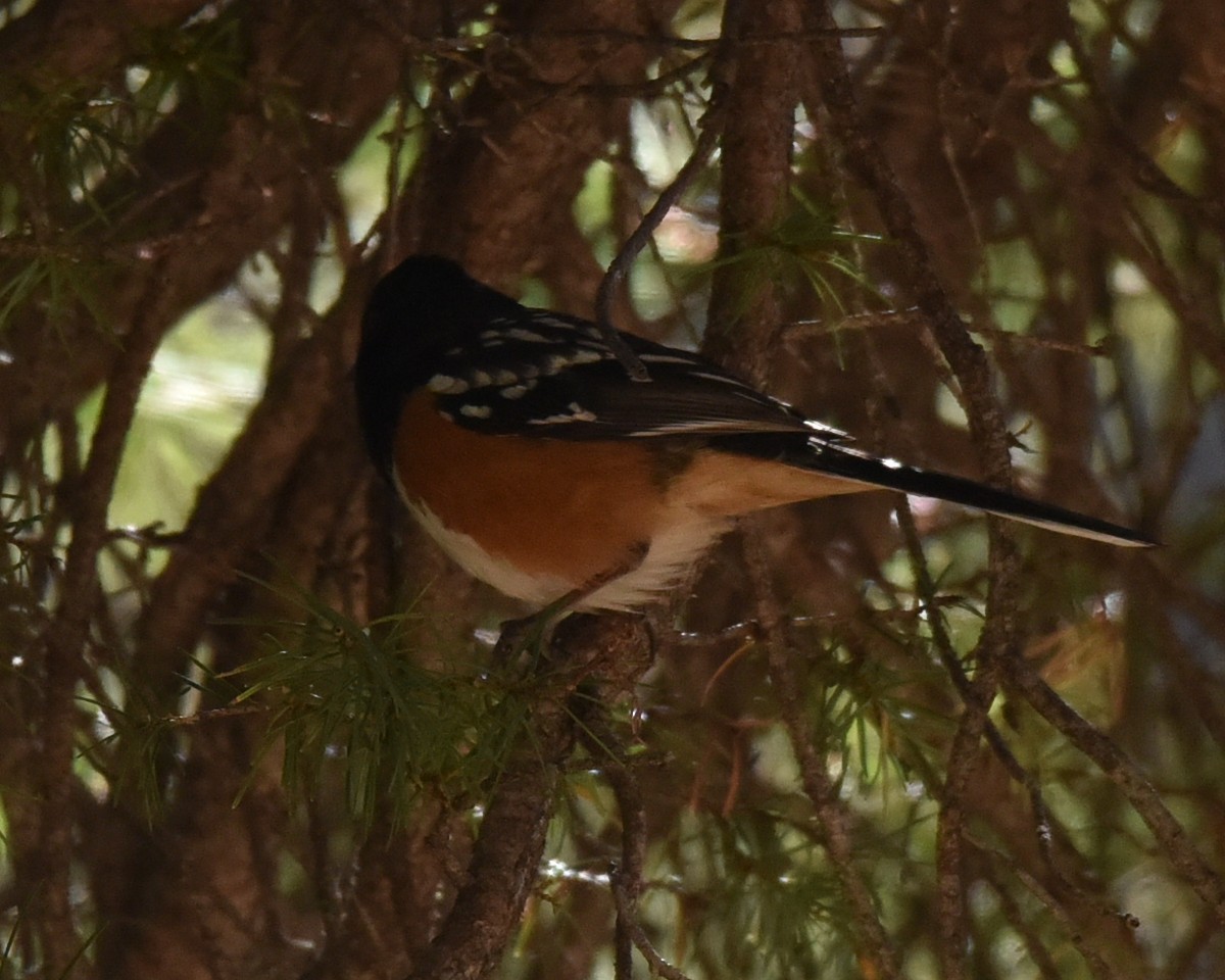 Spotted Towhee - ML618474521