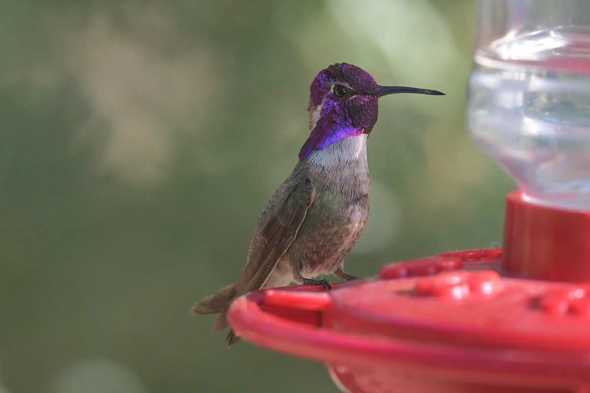 Costa's Hummingbird - ML618474522