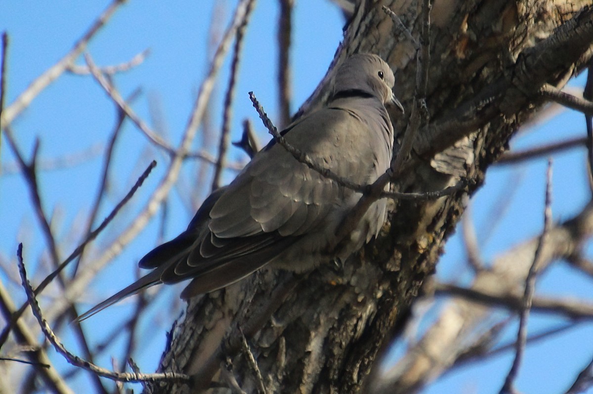 Eurasian Collared-Dove - ML618474526