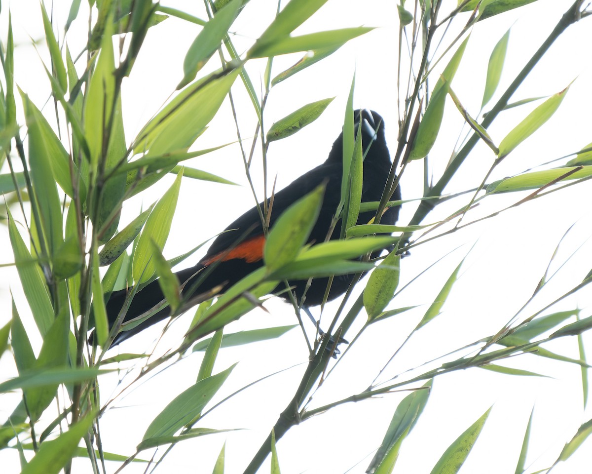 Flame-rumped Tanager - ML618474536