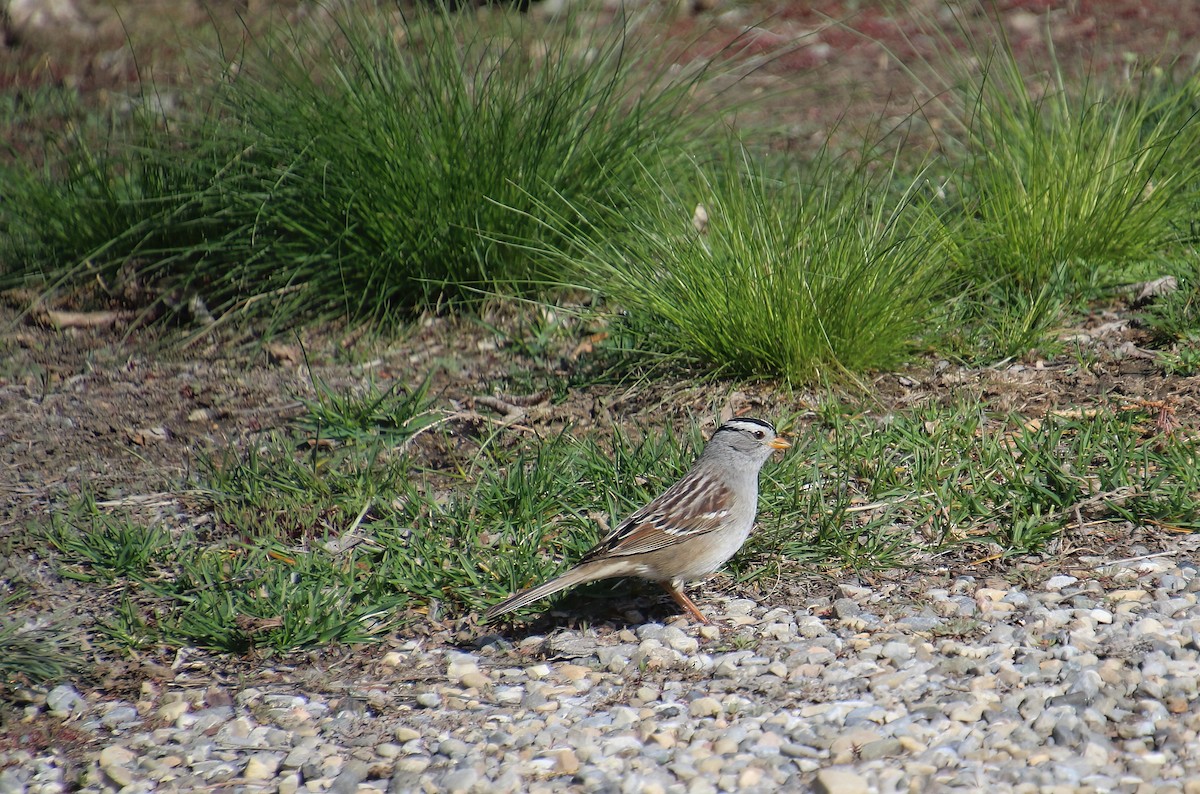 White-crowned Sparrow - Elaine Cassidy