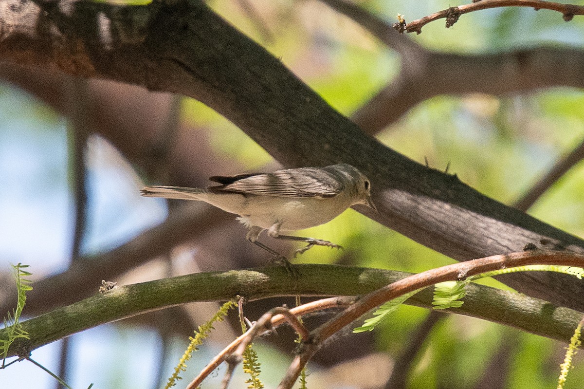 Lucy's Warbler - ML618474581