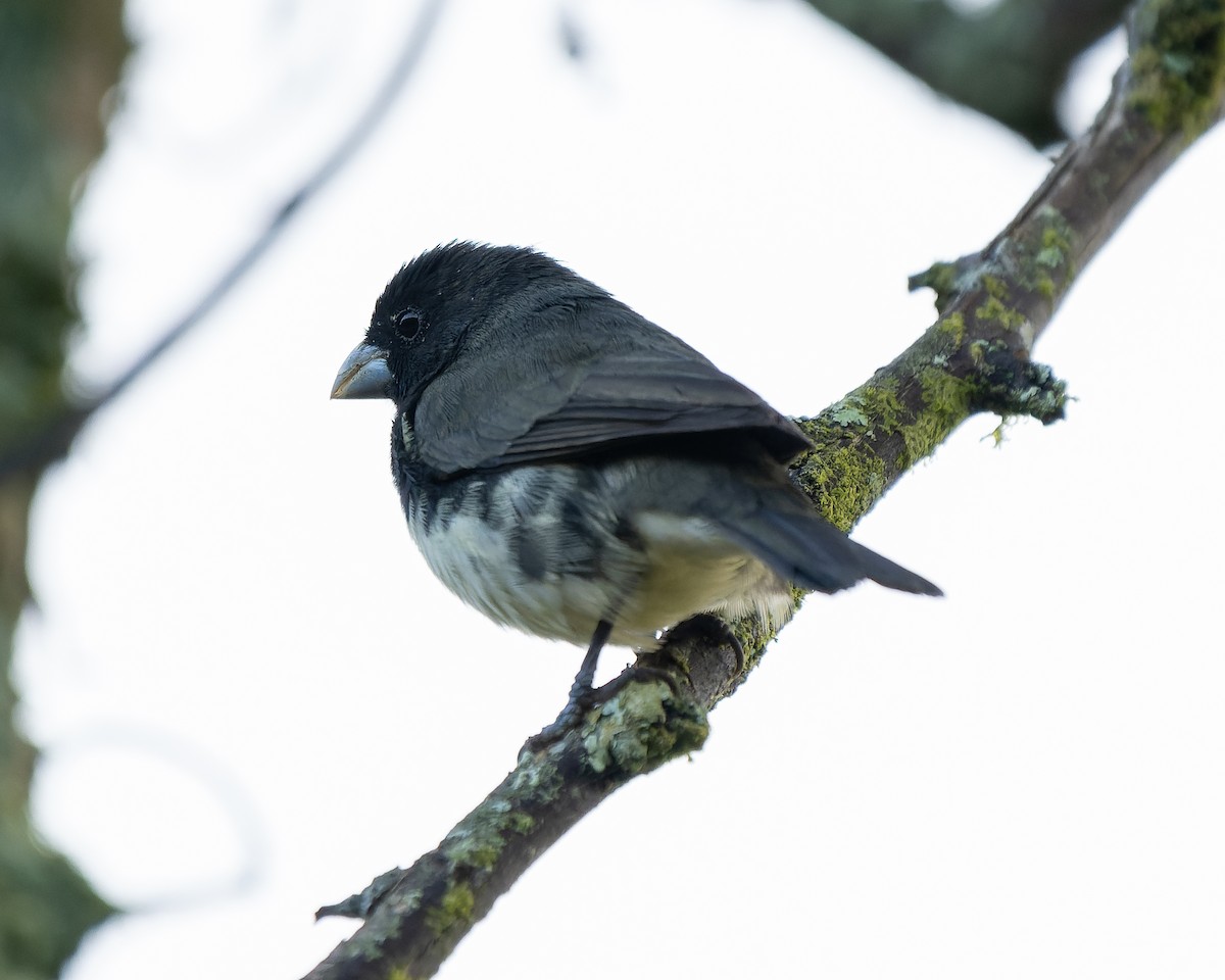 Yellow-bellied Seedeater - ML618474618