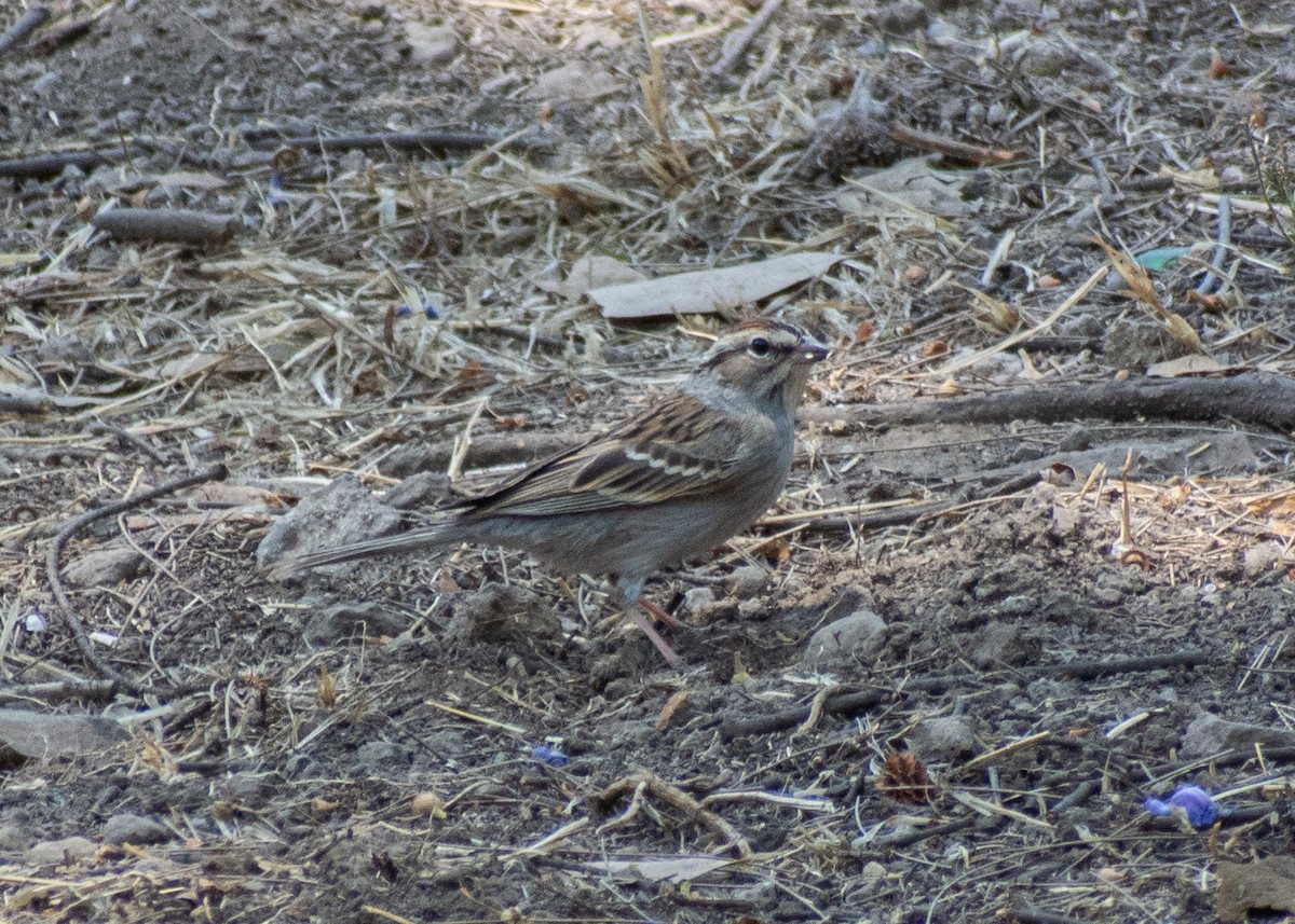 Chipping Sparrow - ML618474623