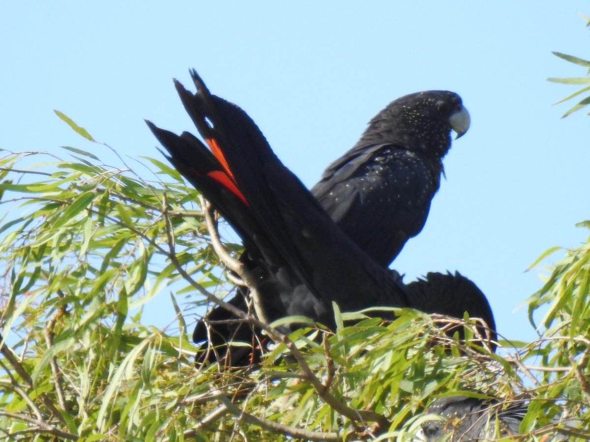 Red-tailed Black-Cockatoo - ML618474625