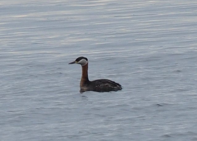 Red-necked Grebe - ML618474685