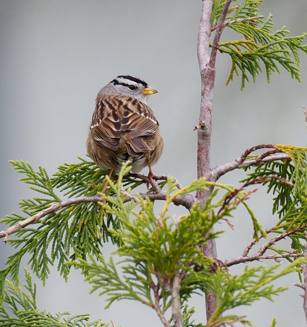 White-crowned Sparrow - ML618474734