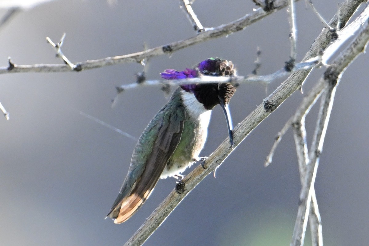 Costa's Hummingbird - ML618474790