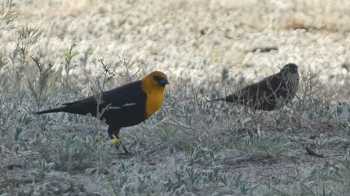 Yellow-headed Blackbird - ML618474819