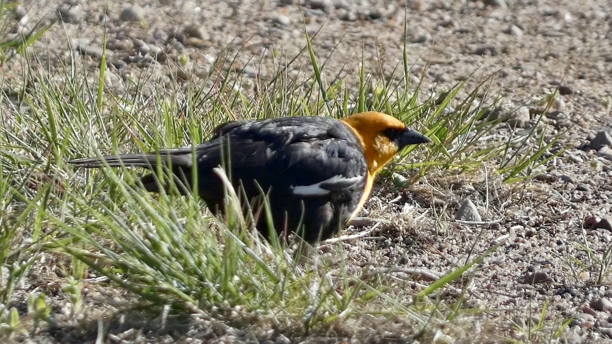 Yellow-headed Blackbird - ML618474820