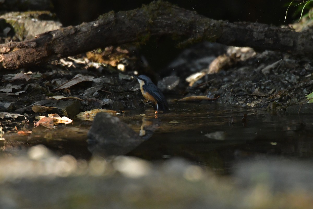 White-tailed Nuthatch - ML618474829