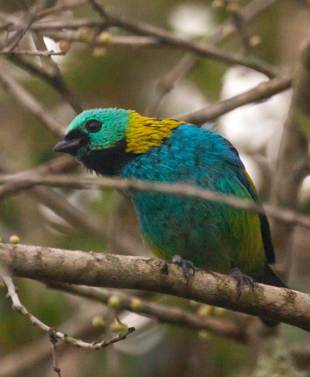 Green-headed Tanager - ML618474836