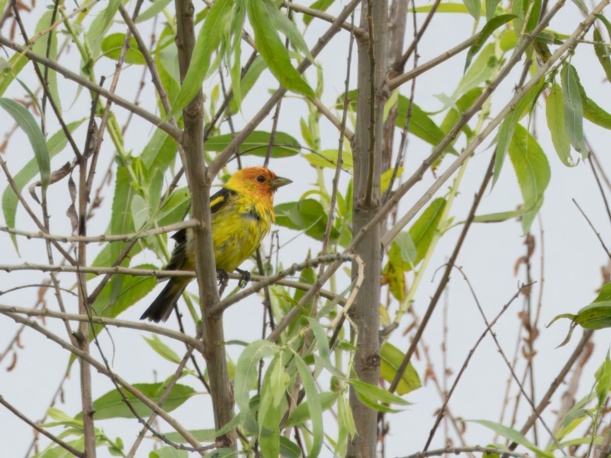 Western Tanager - ML618474853
