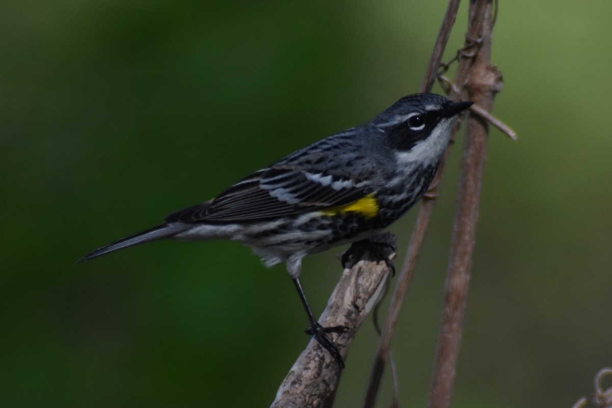 Yellow-rumped Warbler (Myrtle) - ML618474905