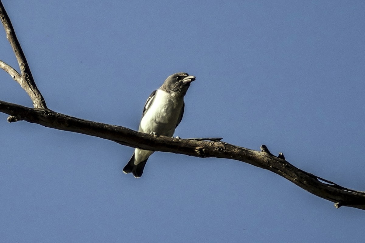 White-breasted Woodswallow - ML618474907