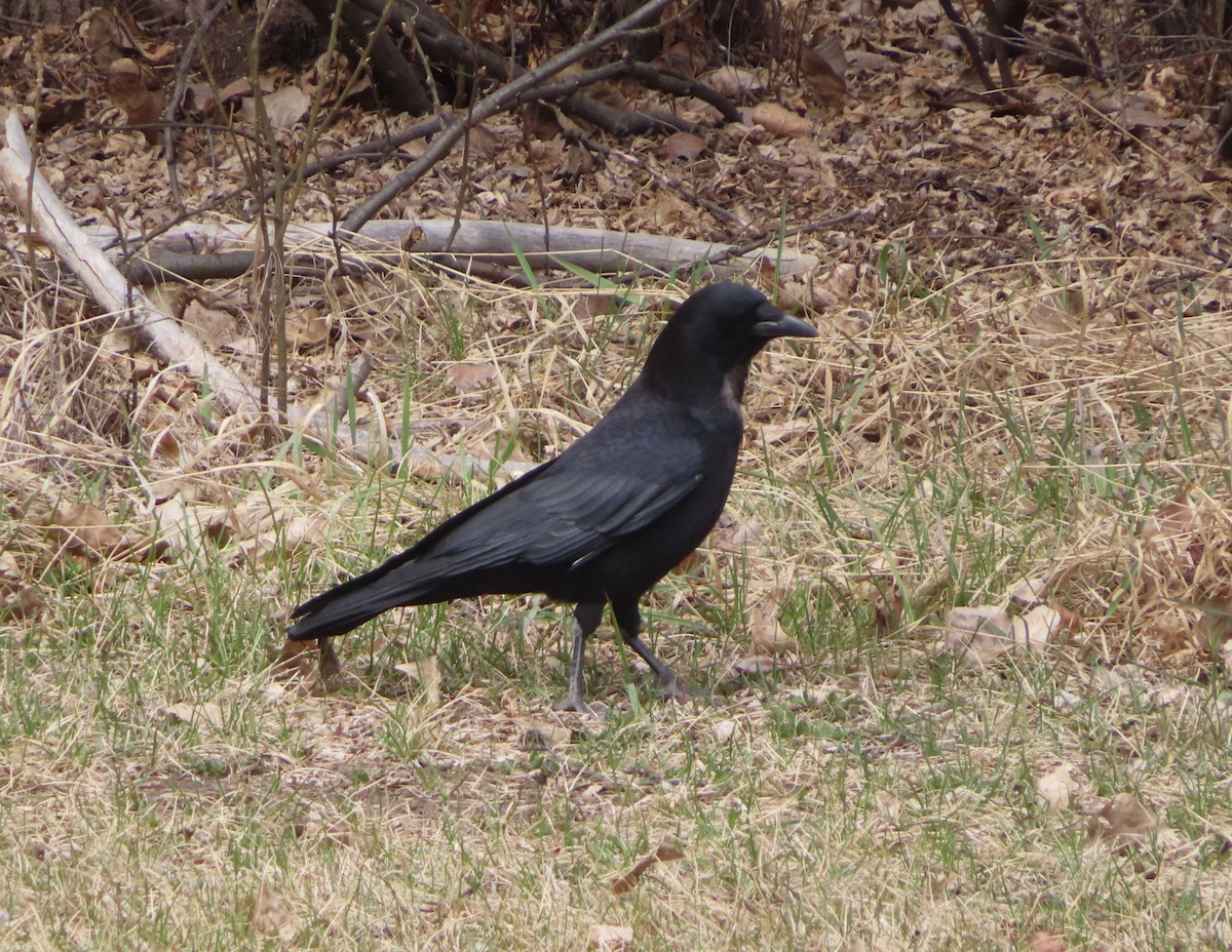 American Crow - ML618474918