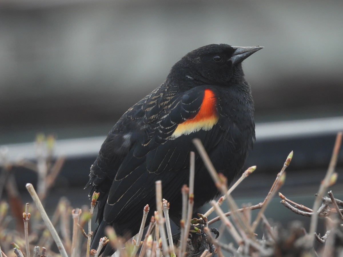 Red-winged Blackbird - ML618474925