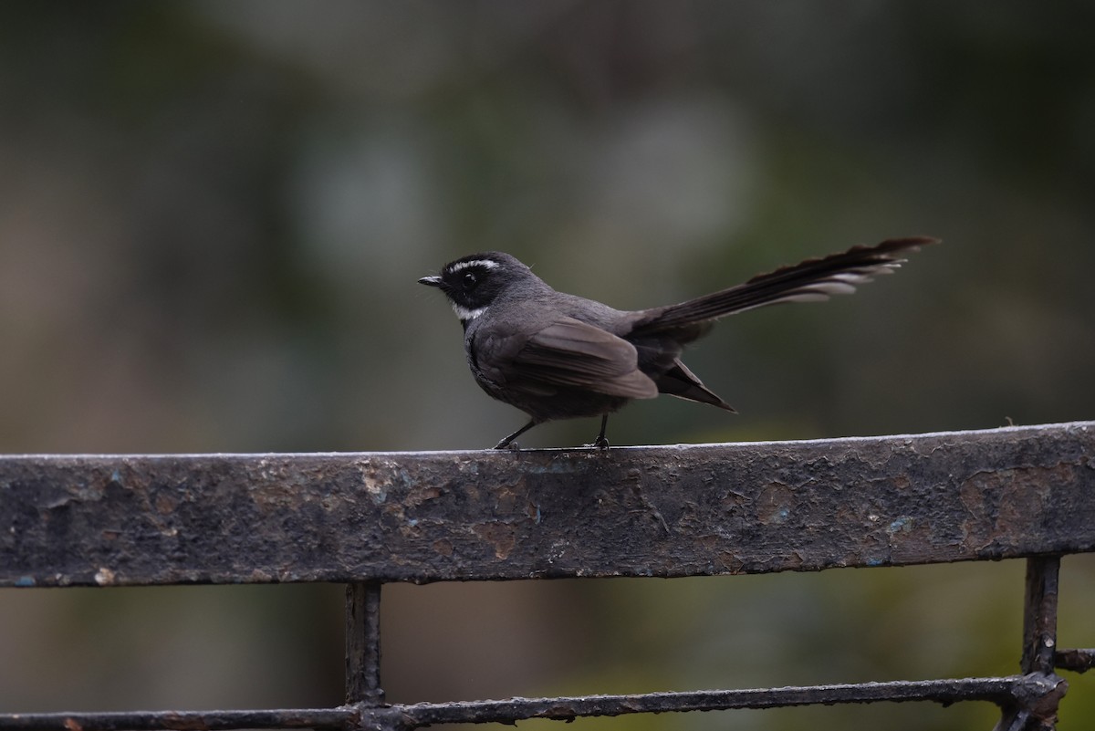 White-throated Fantail - ML618474938