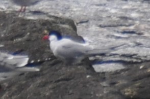 Arctic Tern - ML618475001
