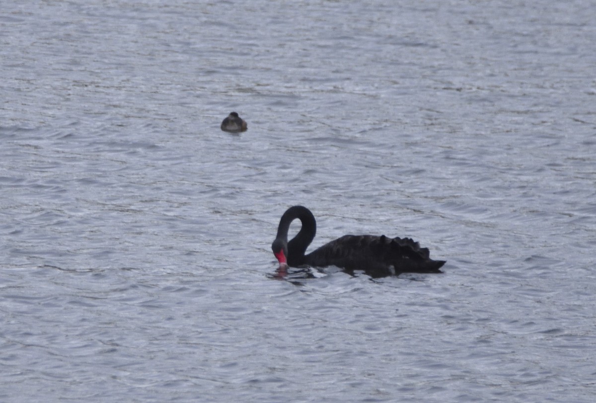 Black Swan - ML618475011
