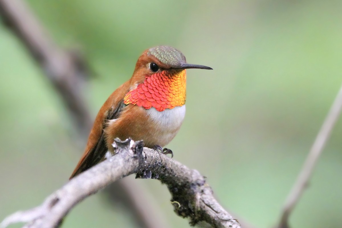 Rufous Hummingbird - ML618475056