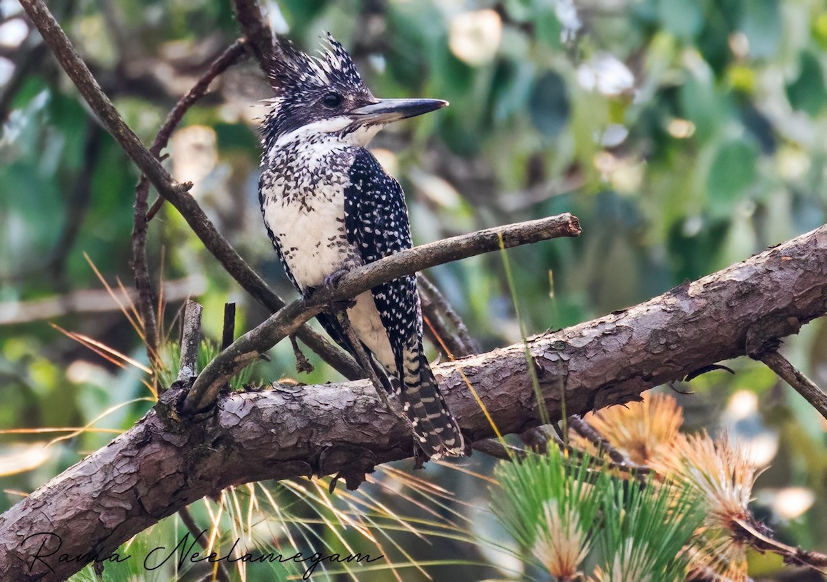 Crested Kingfisher - ML618475077