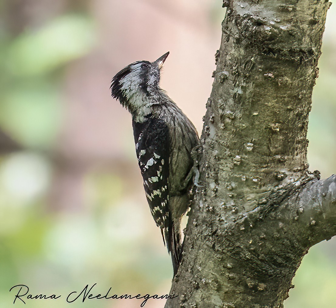 Gray-capped Pygmy Woodpecker - ML618475083
