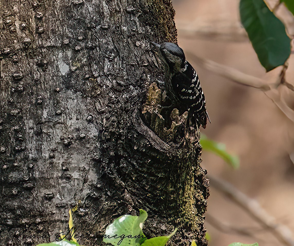 Gray-capped Pygmy Woodpecker - ML618475087