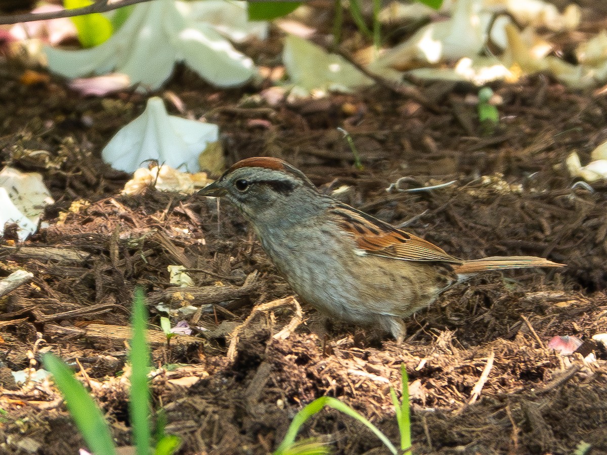 Swamp Sparrow - ML618475090