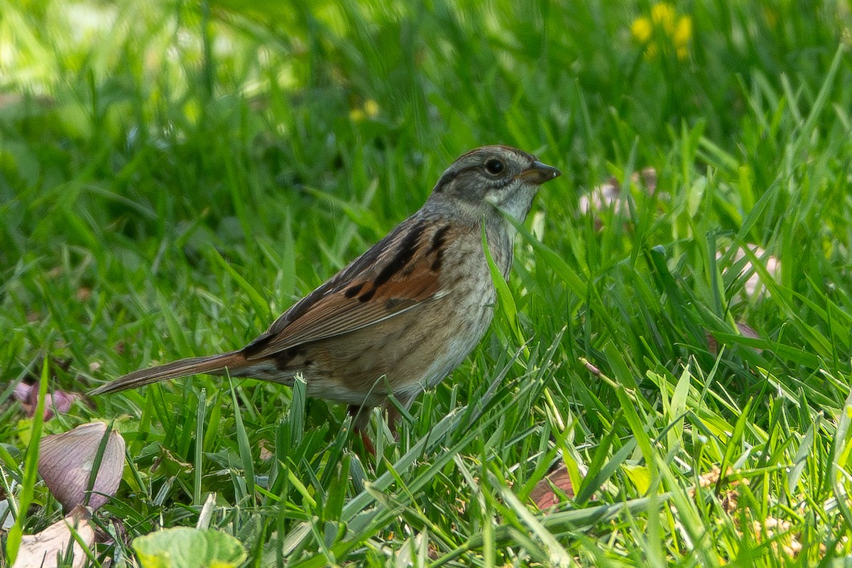Swamp Sparrow - ML618475092