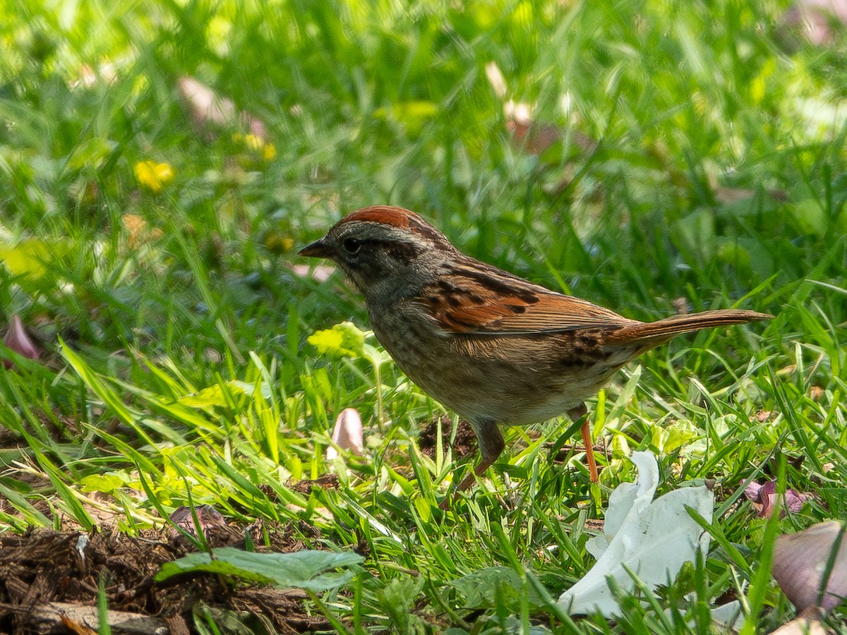Swamp Sparrow - ML618475093