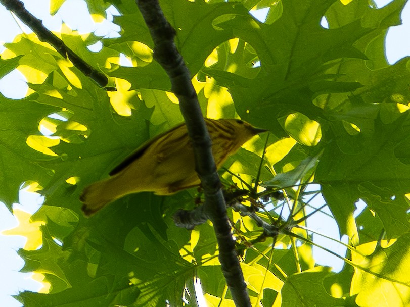 Yellow Warbler - ML618475106