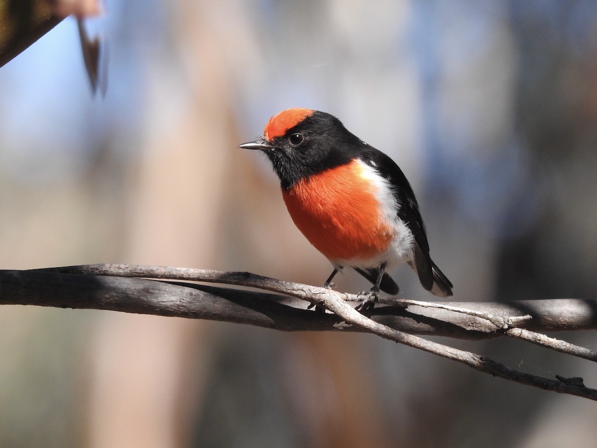 Red-capped Robin - ML618475113