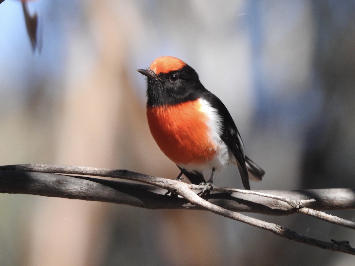 Red-capped Robin - ML618475114