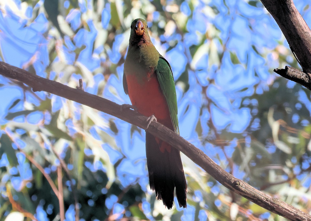 Australian King-Parrot - Kg Waldon