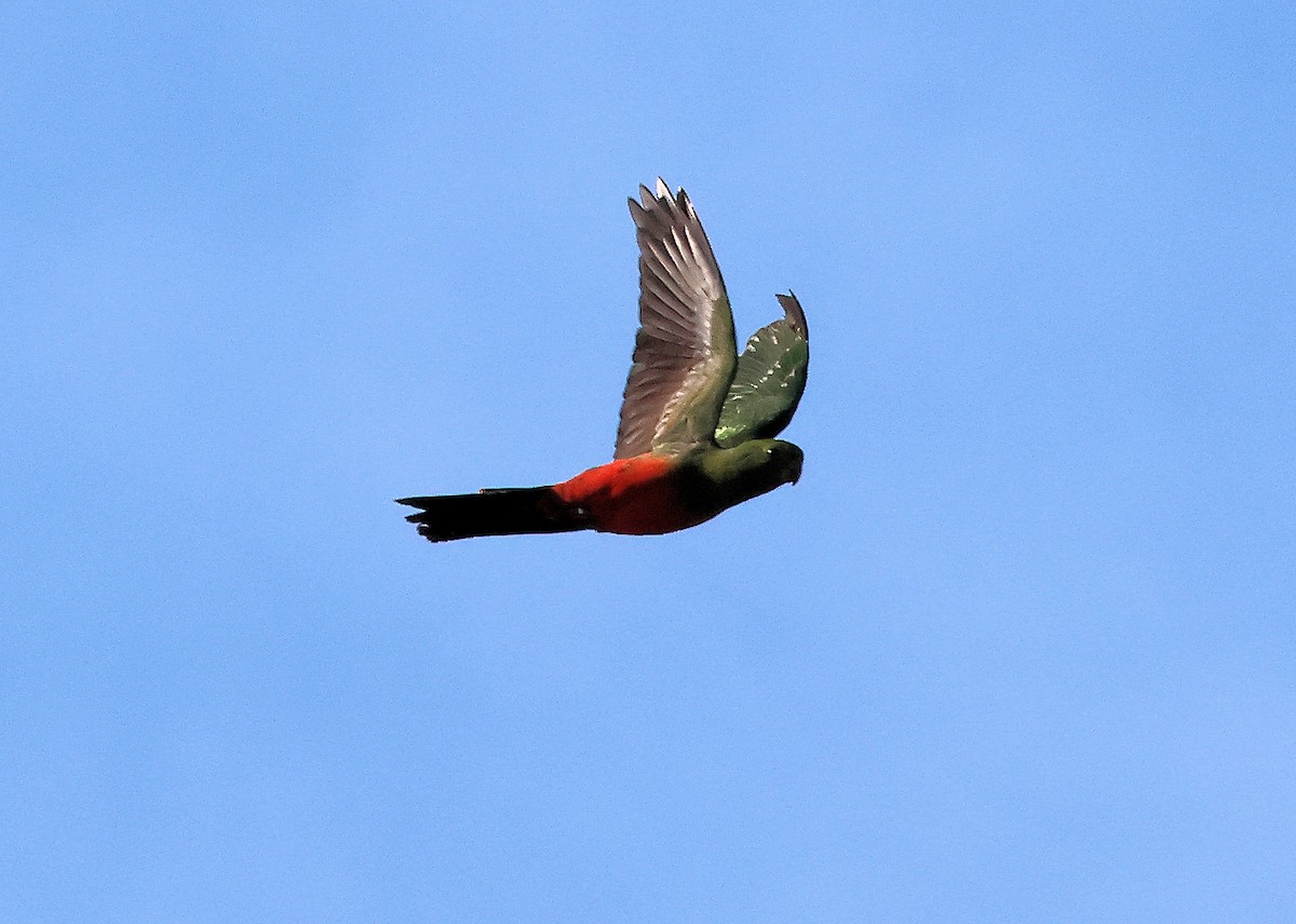 Australian King-Parrot - ML618475152