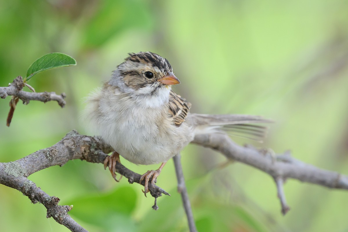 Clay-colored Sparrow - Mike Cameron