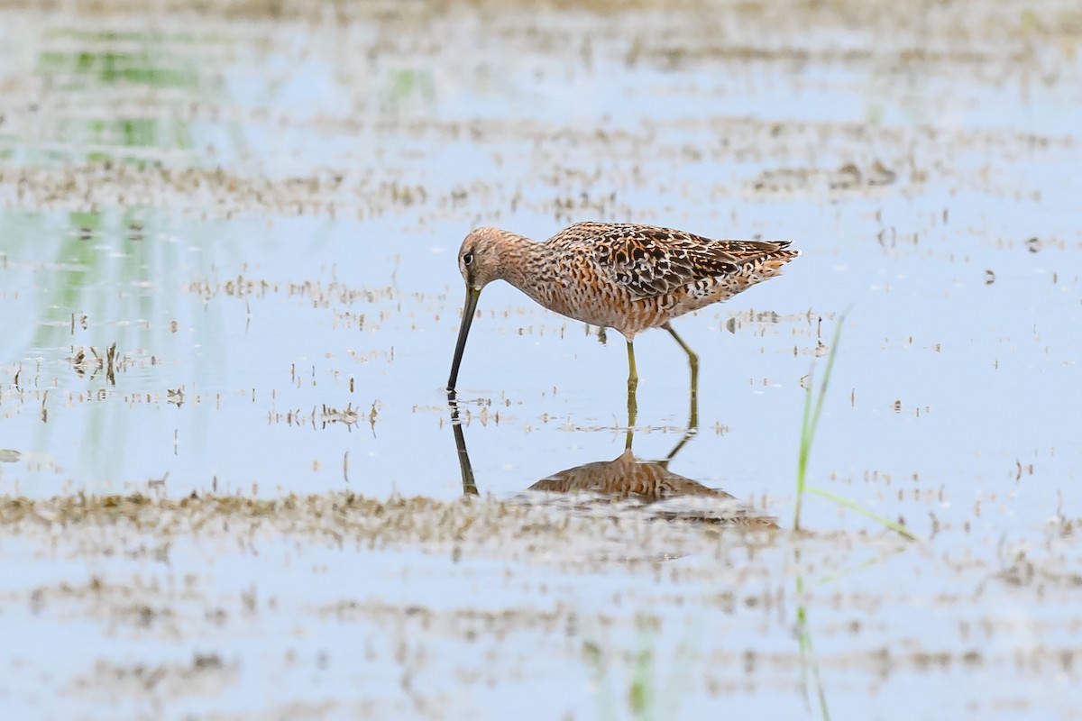 Long-billed Dowitcher - ML618475225