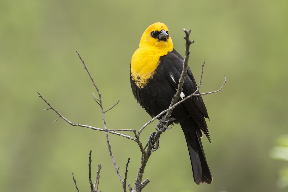 Yellow-headed Blackbird - ML618475269