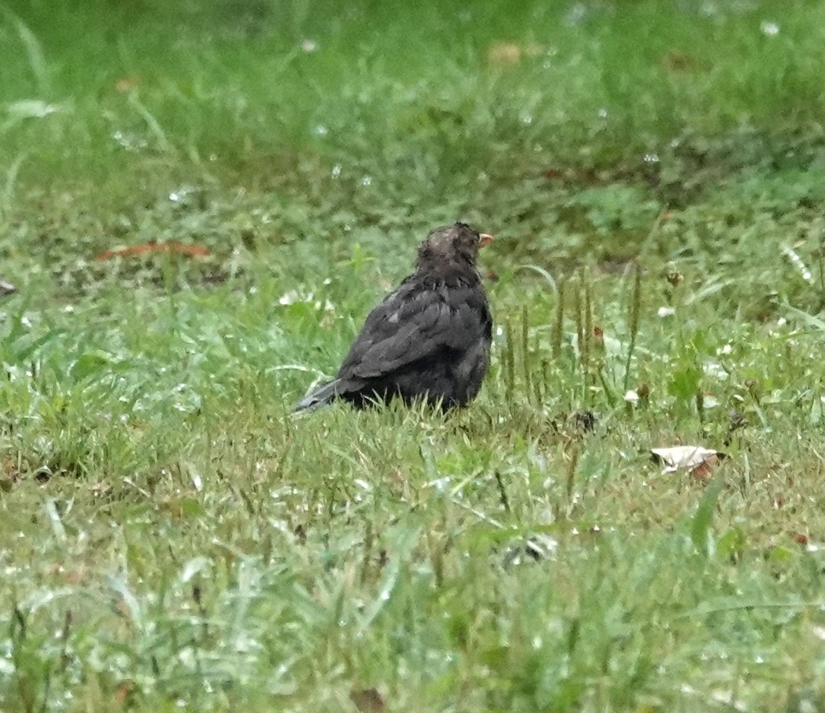 Eurasian Blackbird - ML618475273