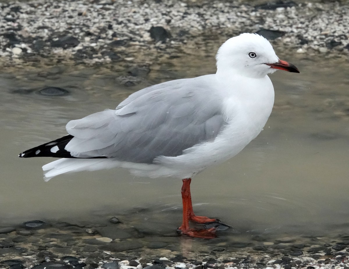 Silver Gull (Red-billed) - ML618475301