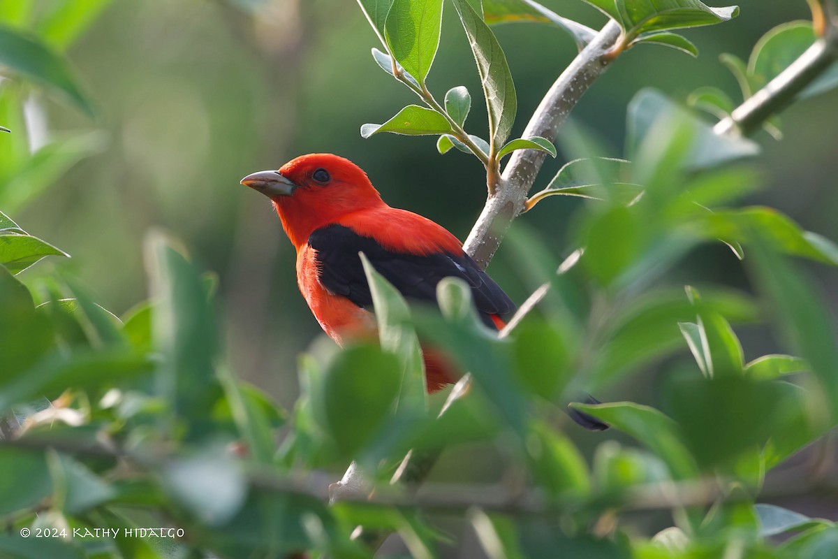 Scarlet Tanager - ML618475352