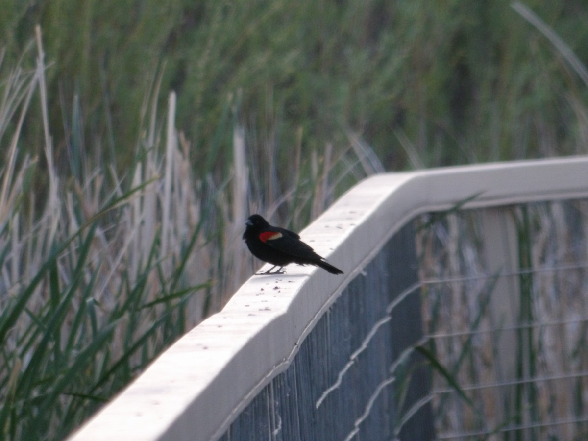 Red-winged Blackbird - ML618475375