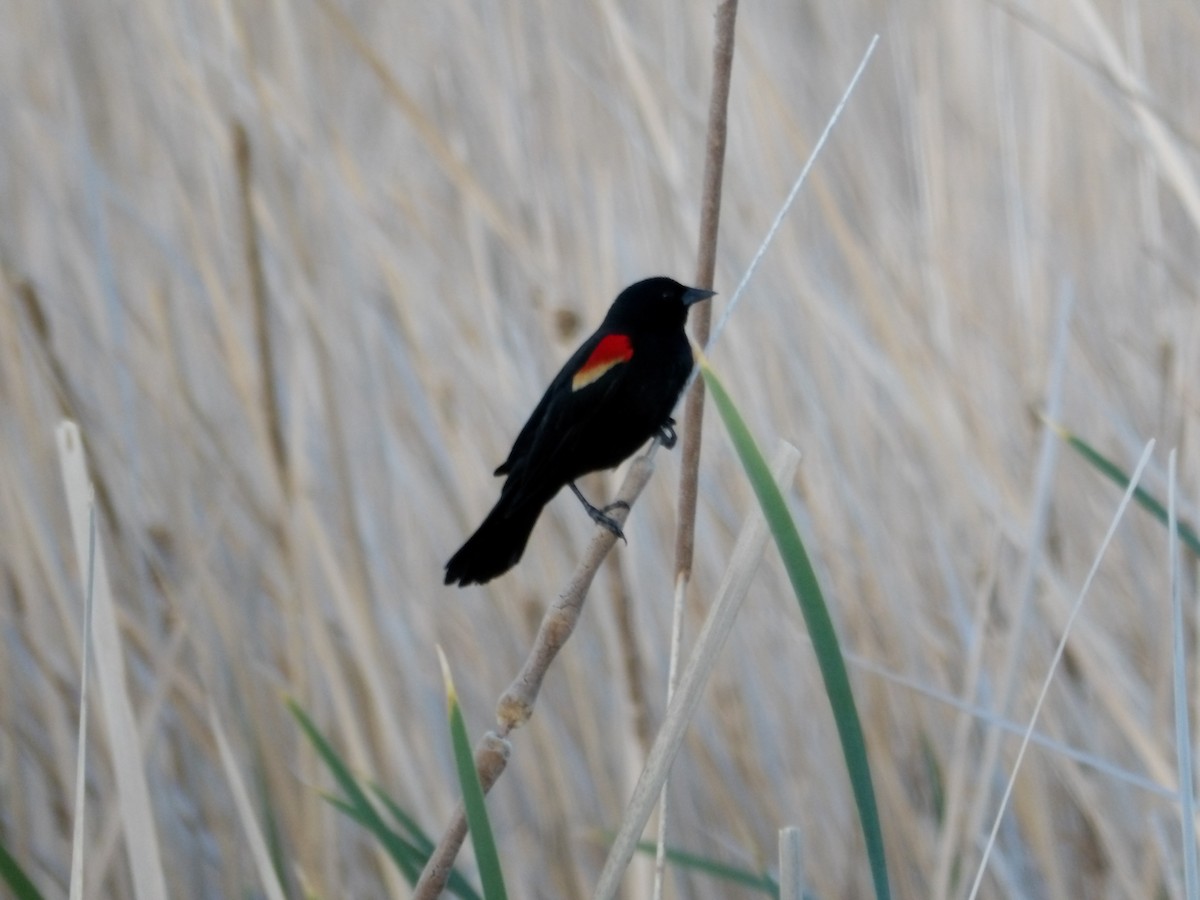 Red-winged Blackbird - ML618475378