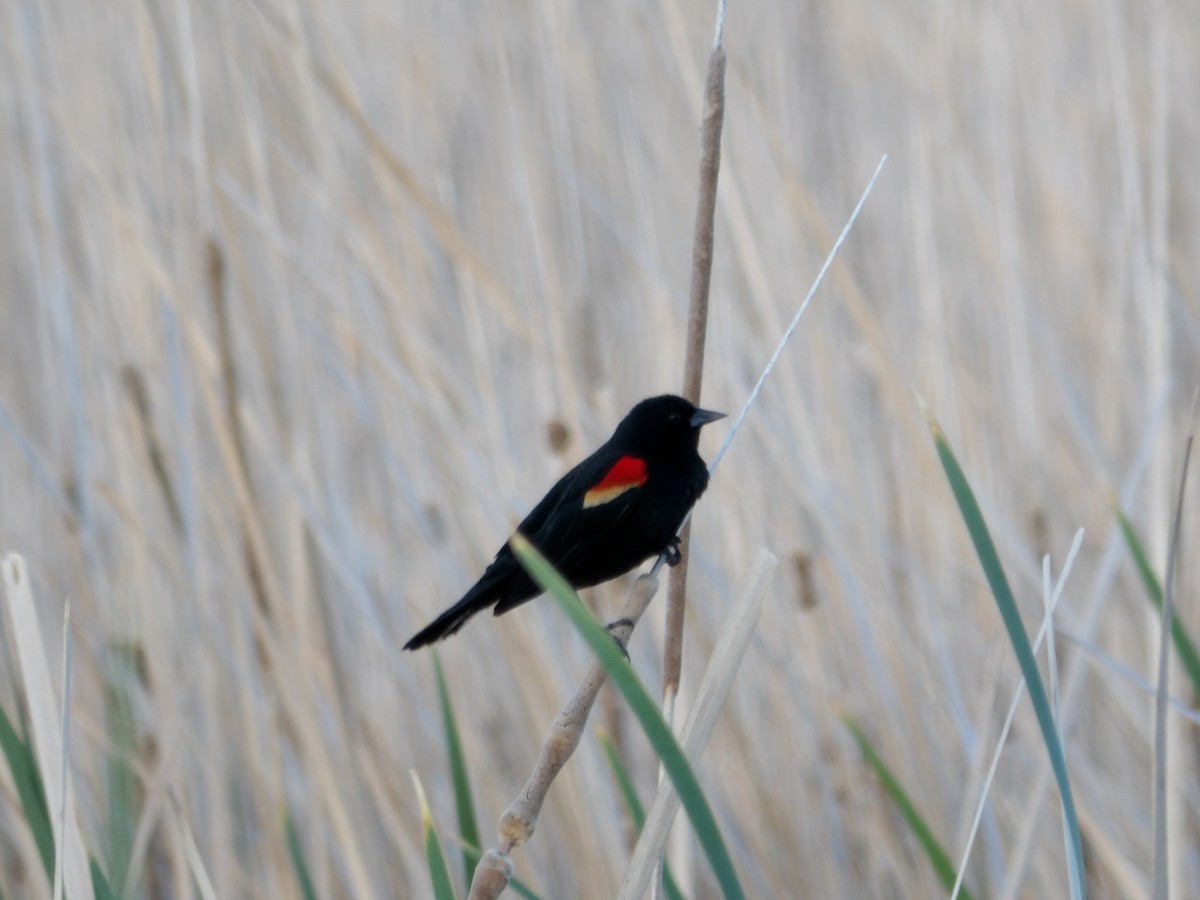 Red-winged Blackbird - ML618475382