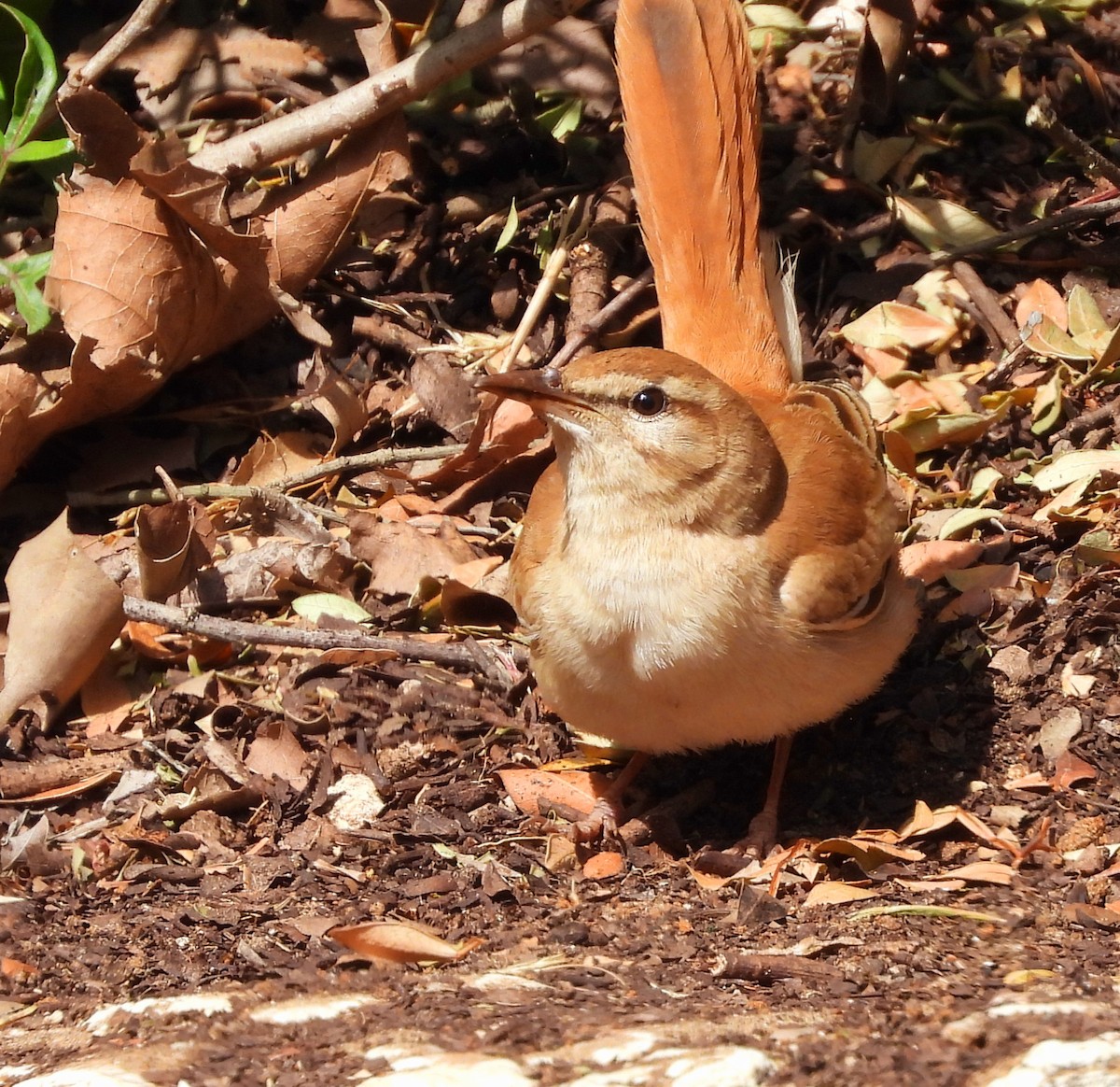 Rufous-tailed Scrub-Robin - ML618475431